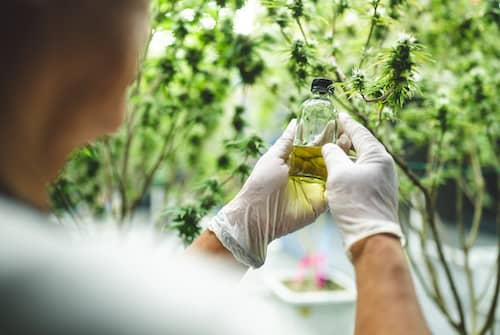 cbd-drogentest